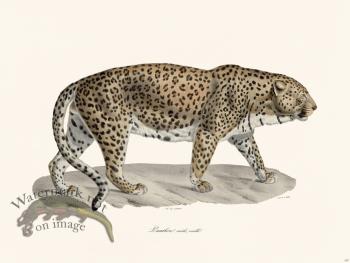 Cuvier 107 Panther Old Male